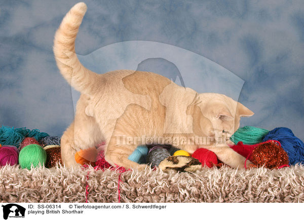 spielende Britisch Kurzhaar / playing British Shorthair / SS-06314
