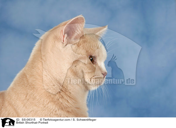 Britisch Kurzhaar Portrait / British Shorthair Portrait / SS-06315