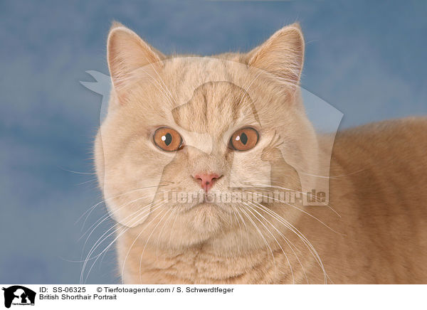 Britisch Kurzhaar Portrait / British Shorthair Portrait / SS-06325
