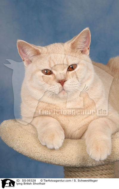liegende Britisch Kurzhaar / lying British Shorthair / SS-06328