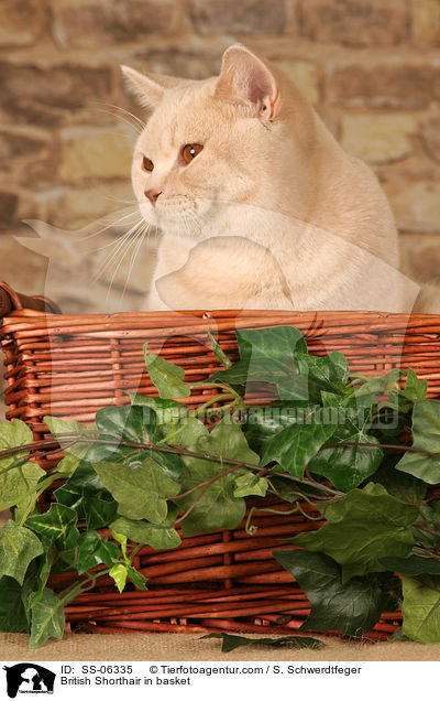 British Shorthair in basket / SS-06335
