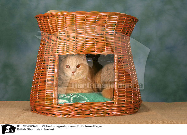 British Shorthair in basket / SS-06340