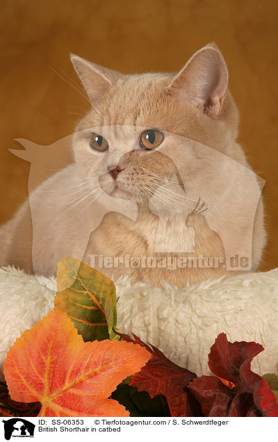 Britisch Kurzhaar in Krbchen / British Shorthair in catbed / SS-06353