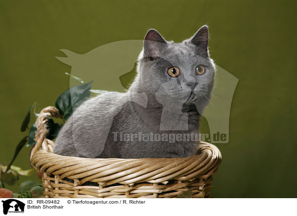 British Shorthair / RR-09482