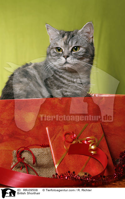 British Shorthair / RR-09508