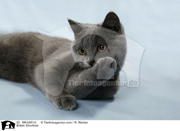 British Shorthair / RR-09510