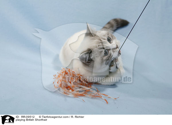 spielende Britisch Kurzhaar / playing British Shorthair / RR-09512