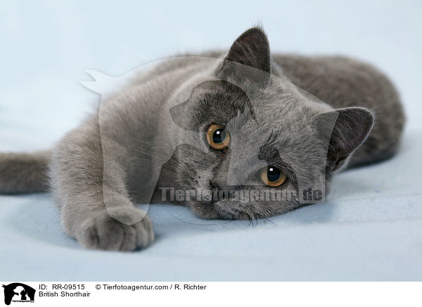 Britisch Kurzhaar / British Shorthair / RR-09515