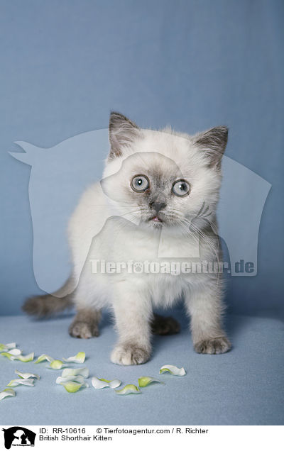 Britisch Kurzhaar Ktzchen / British Shorthair Kitten / RR-10616
