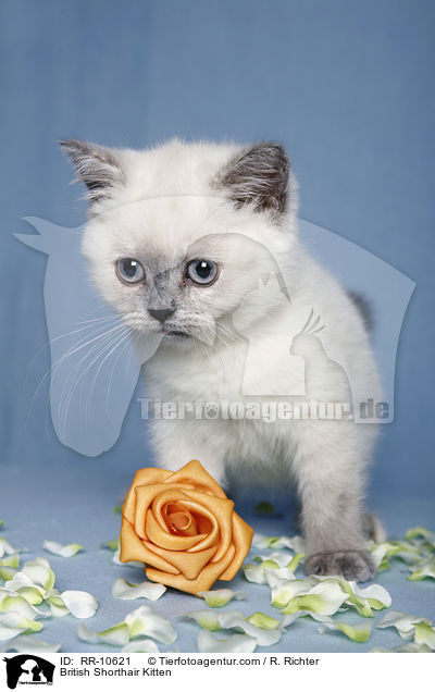 Britisch Kurzhaar Ktzchen / British Shorthair Kitten / RR-10621