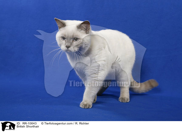 Britisch Kurzhaar / British Shorthair / RR-10643
