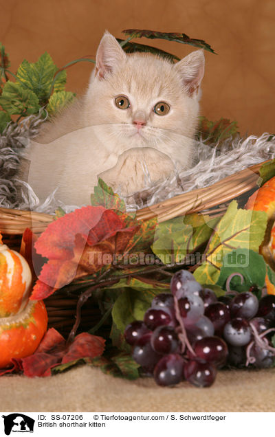Britisch Kurzhaar Ktzchen / British shorthair kitten / SS-07206