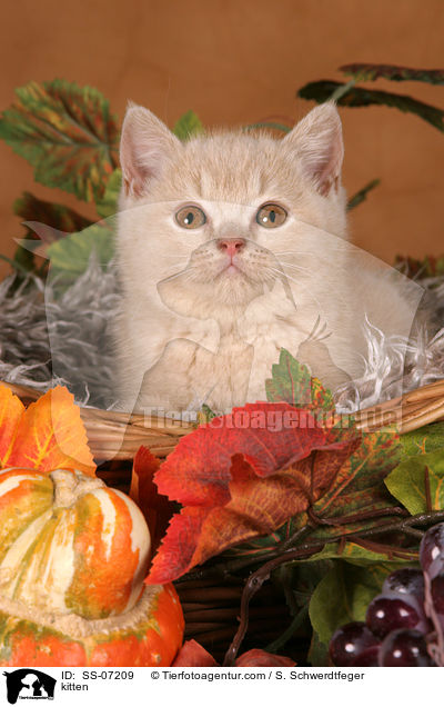 Britisch Kurzhaar Ktzchen / kitten / SS-07209