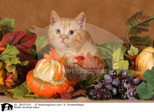 Britisch Kurzhaar Ktzchen / British shorthair kitten / SS-07215