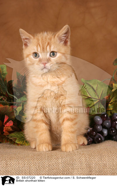 Britisch Kurzhaar Ktzchen / British shorthair kitten / SS-07220