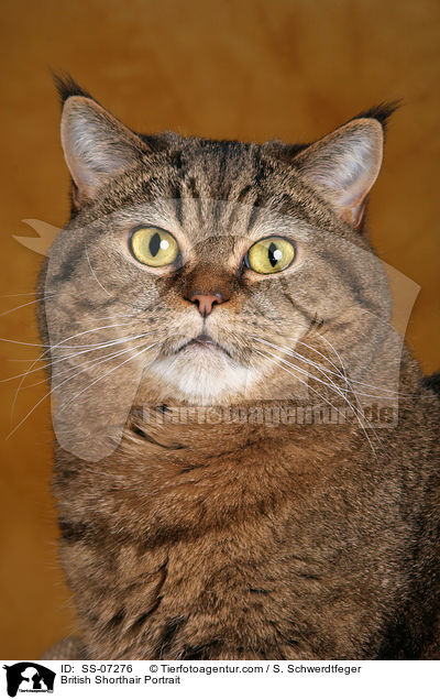 British Shorthair Portrait / SS-07276