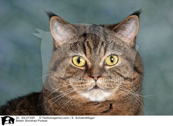 British Shorthair Portrait / SS-07285