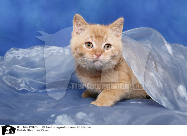 British Shorthair Kitten / RR-12075