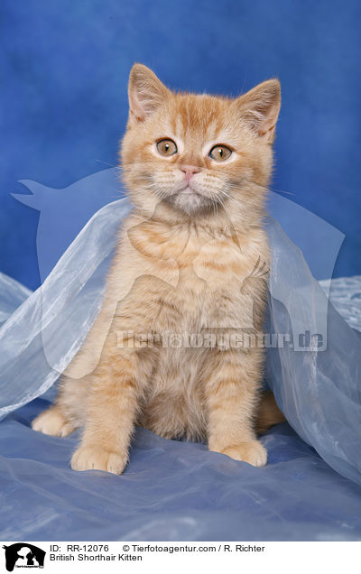 Britisch Kurzhaar Ktzchen / British Shorthair Kitten / RR-12076