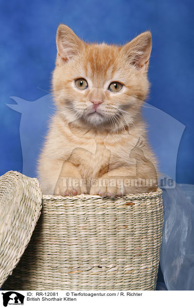 Britisch Kurzhaar Ktzchen / British Shorthair Kitten / RR-12081