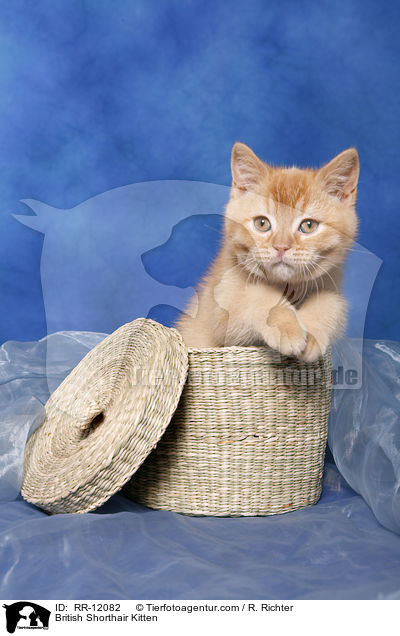 British Shorthair Kitten / RR-12082