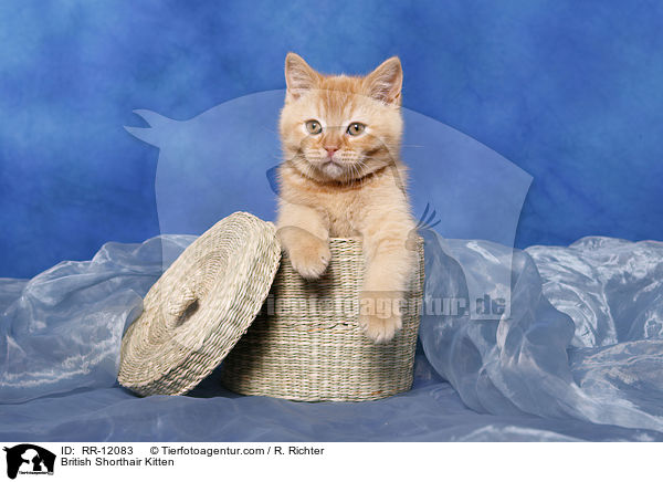 Britisch Kurzhaar Ktzchen / British Shorthair Kitten / RR-12083