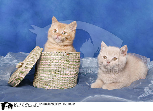 Britisch Kurzhaar Ktzchen / British Shorthair Kitten / RR-12087