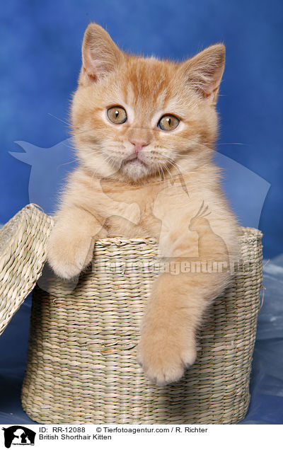 Britisch Kurzhaar Ktzchen / British Shorthair Kitten / RR-12088