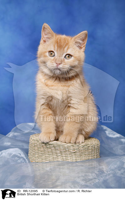 Britisch Kurzhaar K�tzchen / British Shorthair Kitten / RR-12095