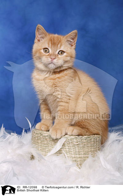 Britisch Kurzhaar K�tzchen / British Shorthair Kitten / RR-12098