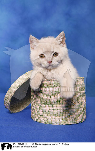 British Shorthair Kitten / RR-12111