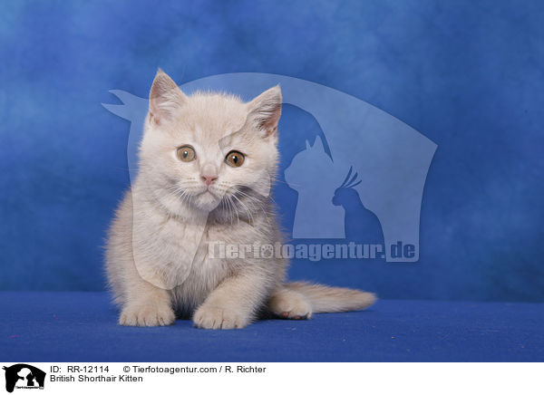 Britisch Kurzhaar Ktzchen / British Shorthair Kitten / RR-12114