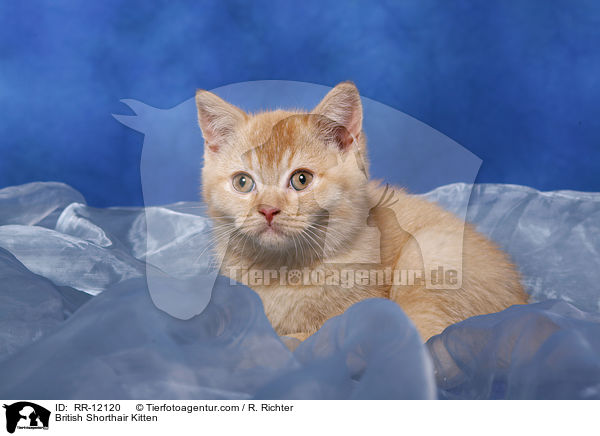 Britisch Kurzhaar Ktzchen / British Shorthair Kitten / RR-12120