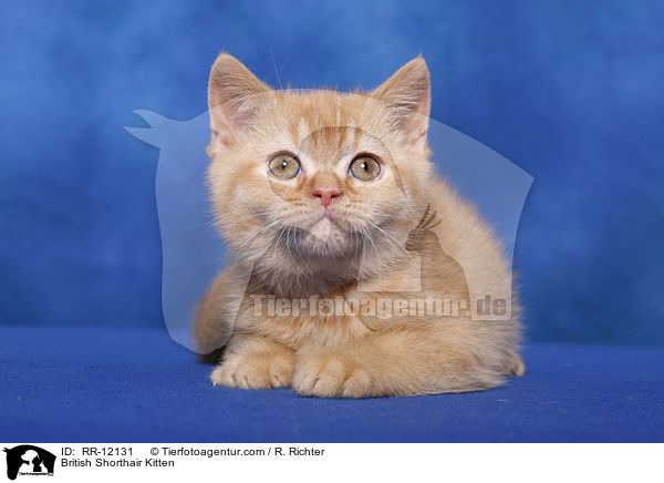 Britisch Kurzhaar Ktzchen / British Shorthair Kitten / RR-12131