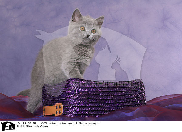 British Shorthair Kitten / SS-09158