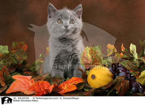 Britisch Kurzhaar Ktzchen / British Shorthair Kitten / SS-09183