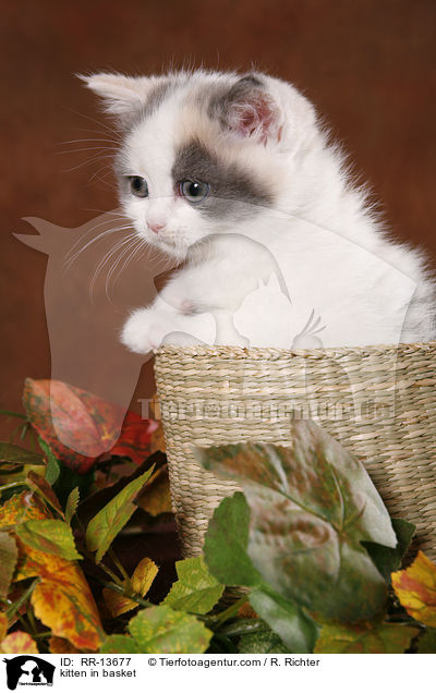 Britisch Kurzhaar im Krbchen / kitten in basket / RR-13677