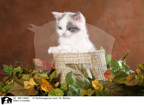 Britisch Kurzhaar im Krbchen / kitten in basket / RR-13684