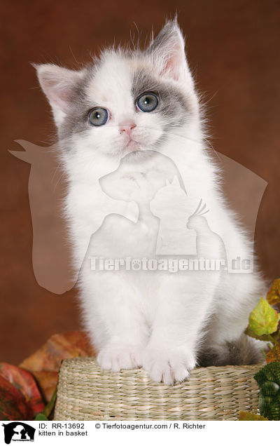 Britisch Kurzhaar im Krbchen / kitten in basket / RR-13692