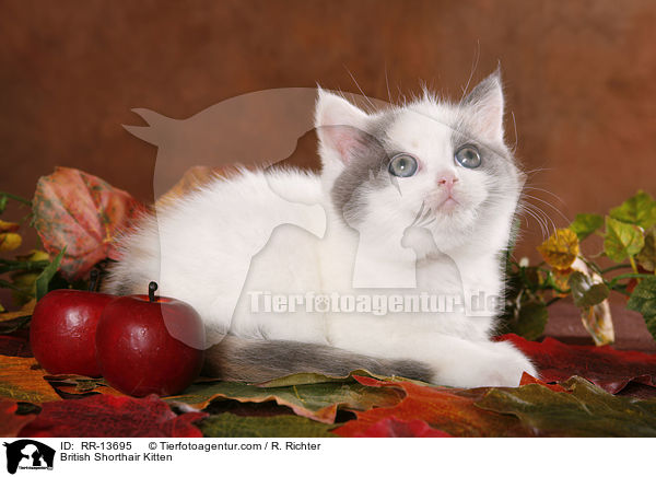 Britisch Kurzhaar Ktzchen / British Shorthair Kitten / RR-13695