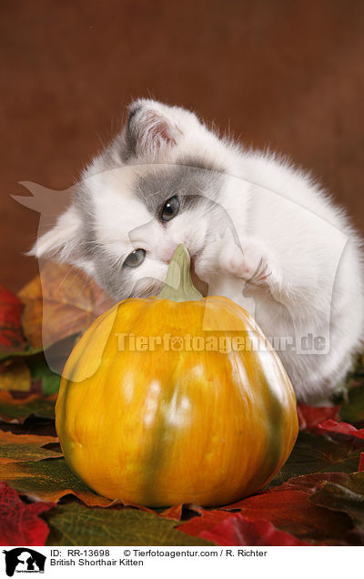 Britisch Kurzhaar Ktzchen / British Shorthair Kitten / RR-13698