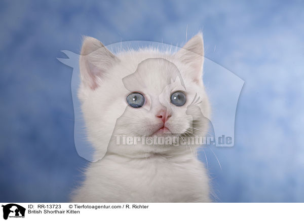 British Shorthair Kitten / RR-13723