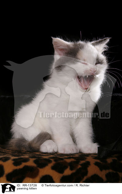 yawning kitten / RR-13728