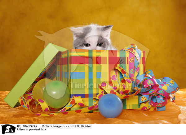 Ktzchen in Geschenkebox / kitten in present box / RR-13749