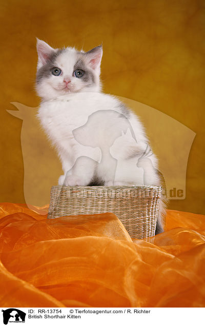 Britisch Kurzhaar Ktzchen / British Shorthair Kitten / RR-13754