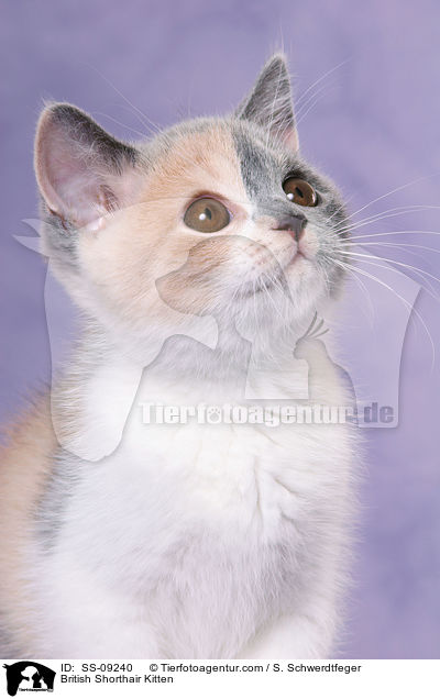 Britisch Kurzhaar Ktzchen / British Shorthair Kitten / SS-09240