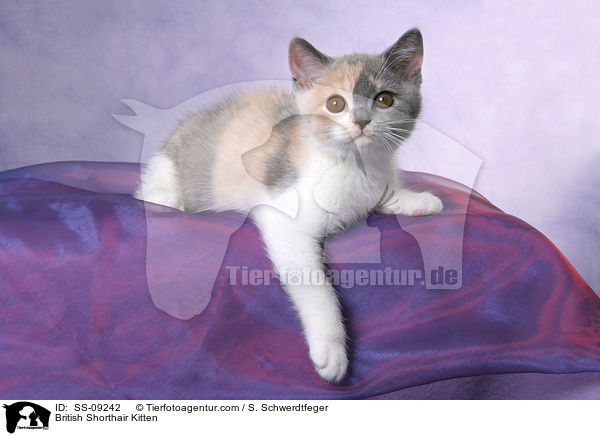 Britisch Kurzhaar Ktzchen / British Shorthair Kitten / SS-09242