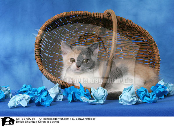 Britisch Kurzhaar Ktzchen in Krbchen / British Shorthair Kitten in basket / SS-09255