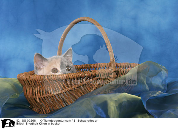 Britisch Kurzhaar Ktzchen in Krbchen / British Shorthair Kitten in basket / SS-09268