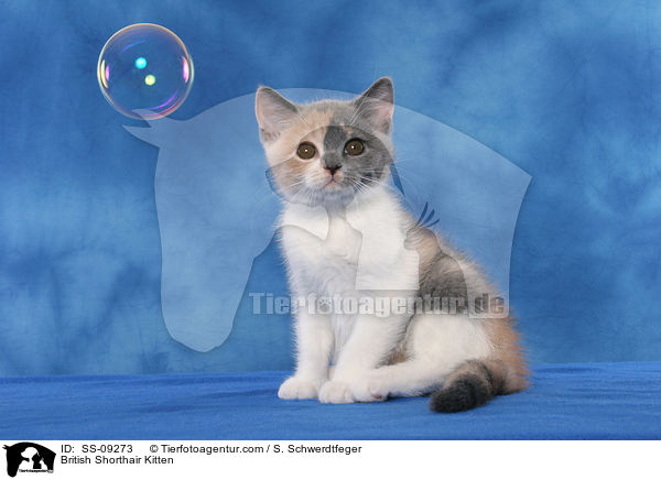Britisch Kurzhaar Ktzchen / British Shorthair Kitten / SS-09273